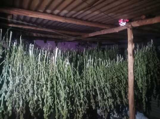 Police bust KZN dagga farm disguised as vegetable plot, 14 arrested