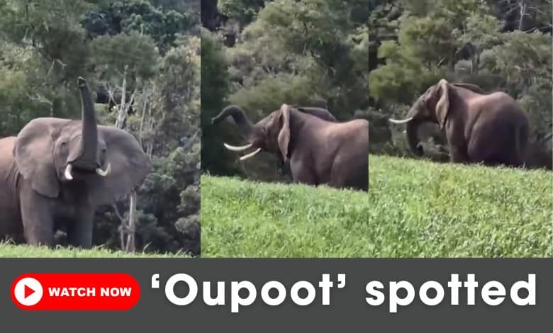 [Video] Rare sighting: Last known elephant of Knysna forest spotted