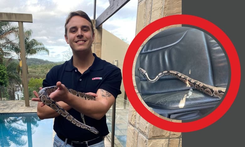 Missing for 2 months: Stellenbosch student's pet python found in car sold to dealership