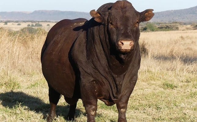 Bonsmara bull sold for R4m at auction in KZN