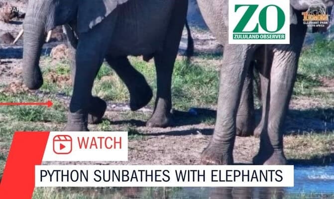 Watch: Proud python putters on in KZN