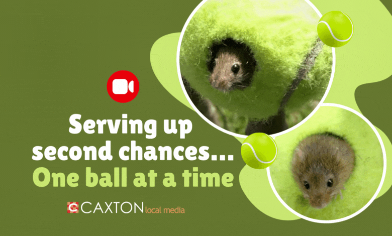 Watch this ace move: Wimbledon balls turned into homes for tiny mice