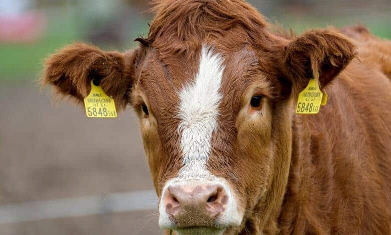 KZN industry bodies call for state of disaster due to foot and mouth disease crisis