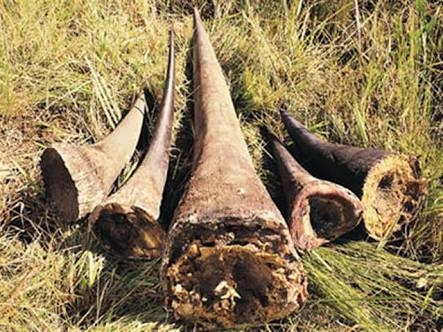 Kruger shoot-out: Suspected poacher killed, 2 flee after clash with rangers