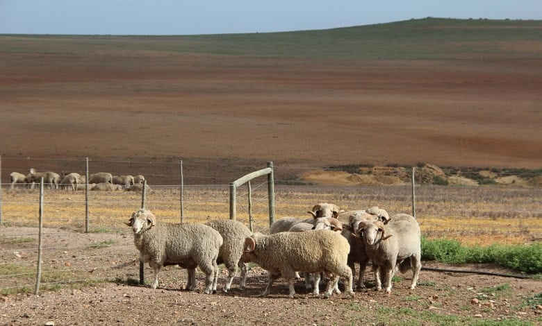 United Nations calls for urgent food systems overhaul to meet goals