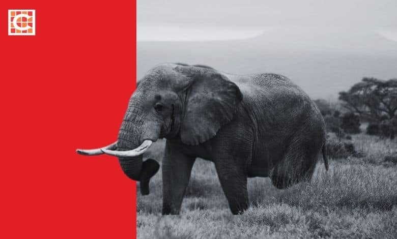 French tourist recovering in Johannesburg hospital after being charged by elephant