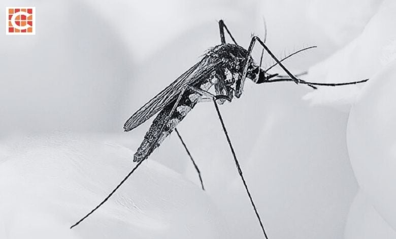 Chikungunya outbreak in China: What South Africans need to know