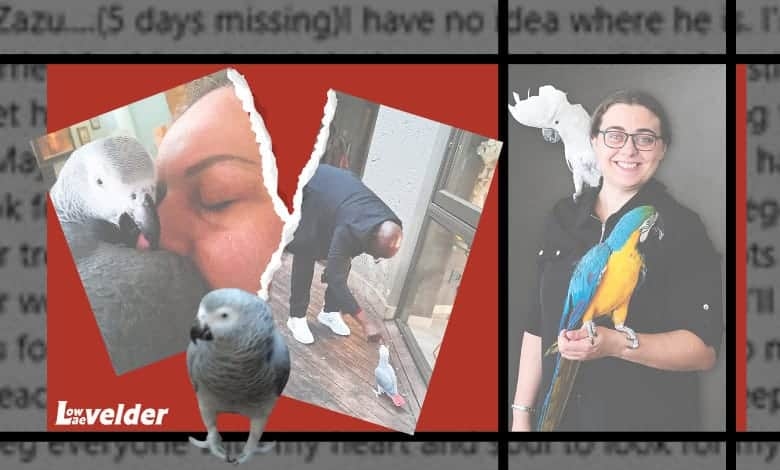 African grey court battle sparks debate on parrot welfare and pet safety