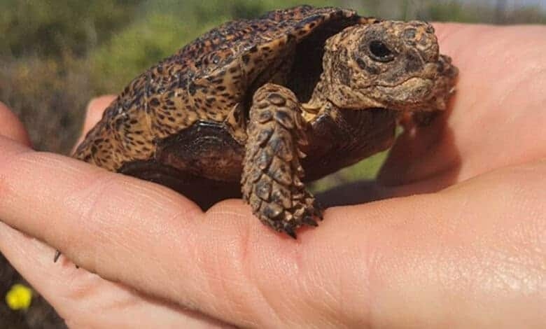 Northern Cape farm becomes safe haven for world's smallest tortoise