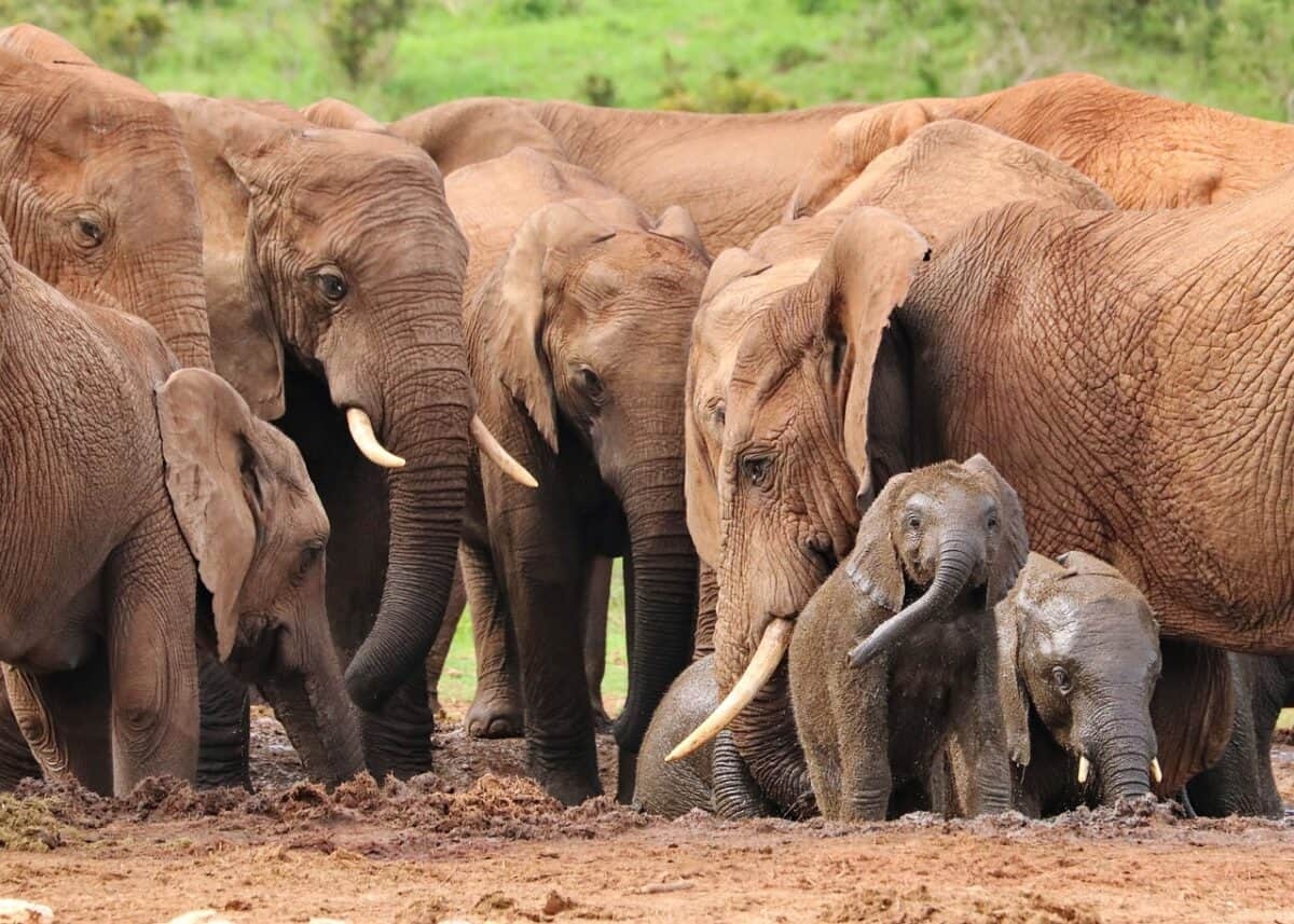Rising elephant numbers spur celebration and concern in South Africa