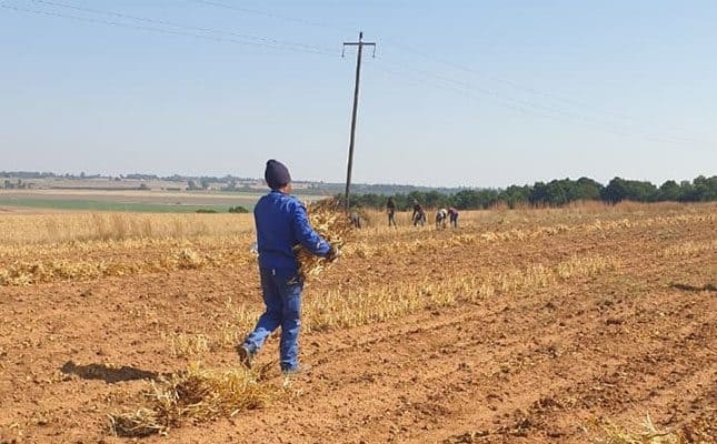 Agriculture sector sheds 24 000 jobs during second quarter