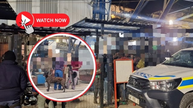 Watch: Over 1 000 arrested in Barberton illegal mining crackdown, including minors