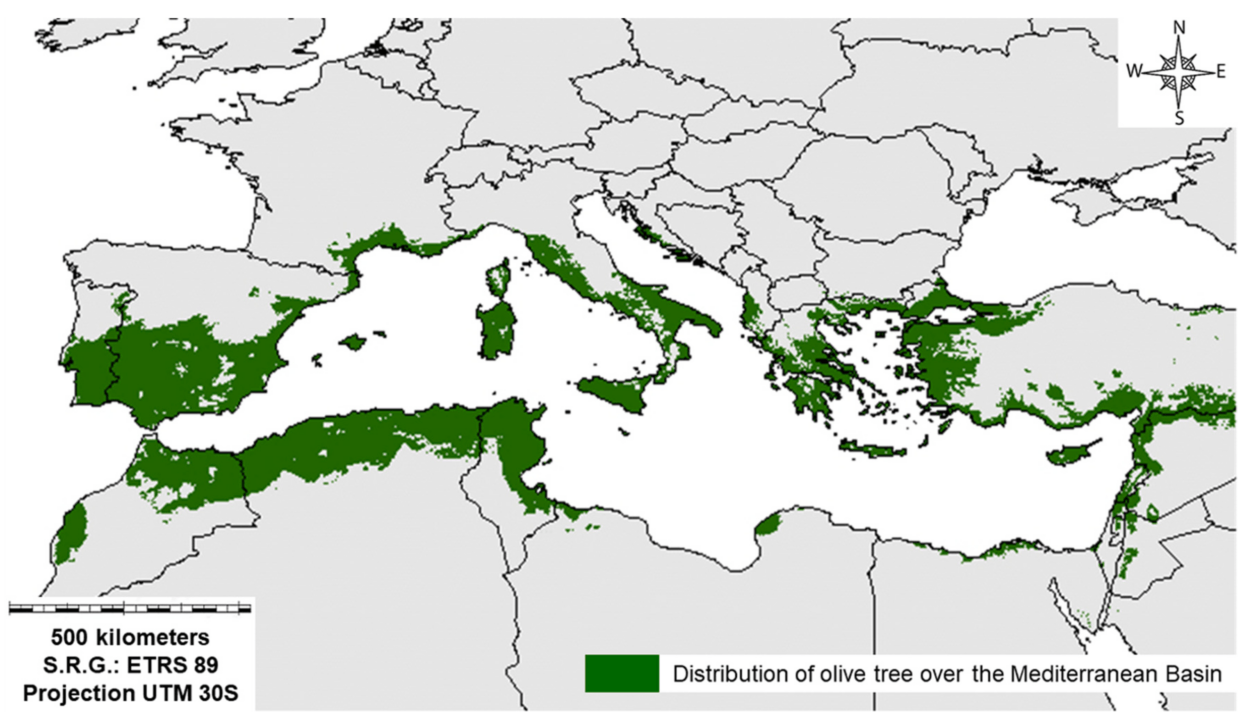 Olive oil at risk: Climate change threatens Mediterranean's ‘liquid gold'
