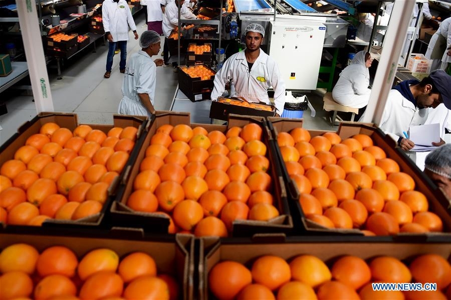 Citrus and potatoes top Egypt's H1 agricultural exports of 5.2 million tonnes