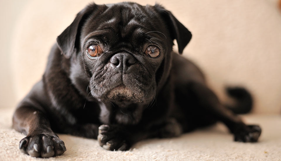 Animal welfare group, school condemn dog cruelty in Pangasinan, Iloilo