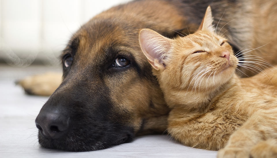 Around 100 dead cats found at Japan woman's home
