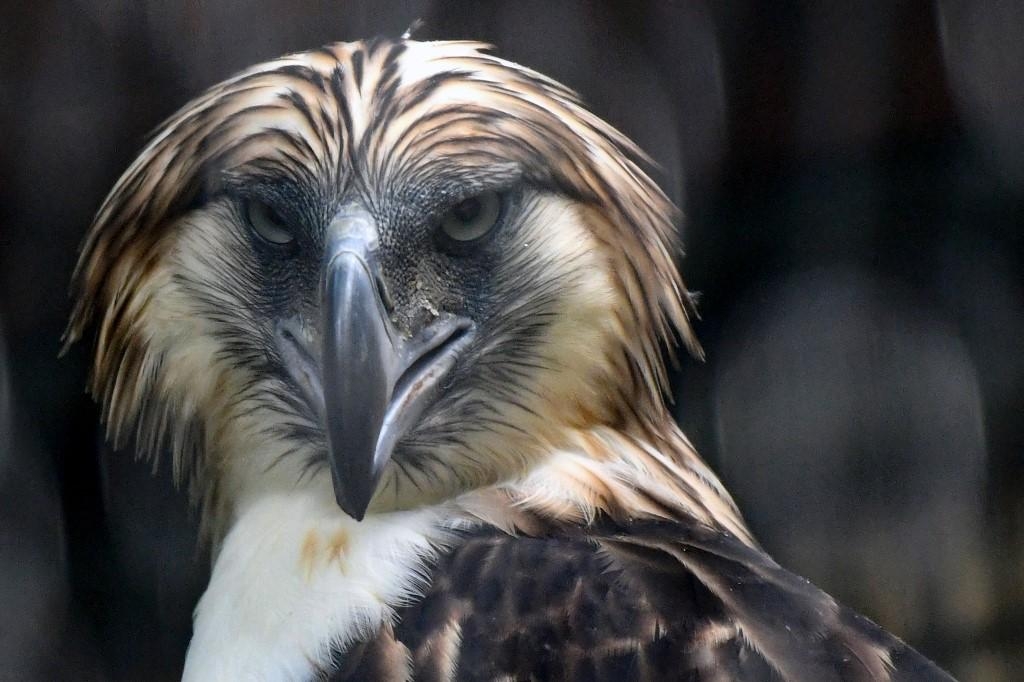 Marcos lauds Singapore's role in ensuring survival of Philippine Eagle