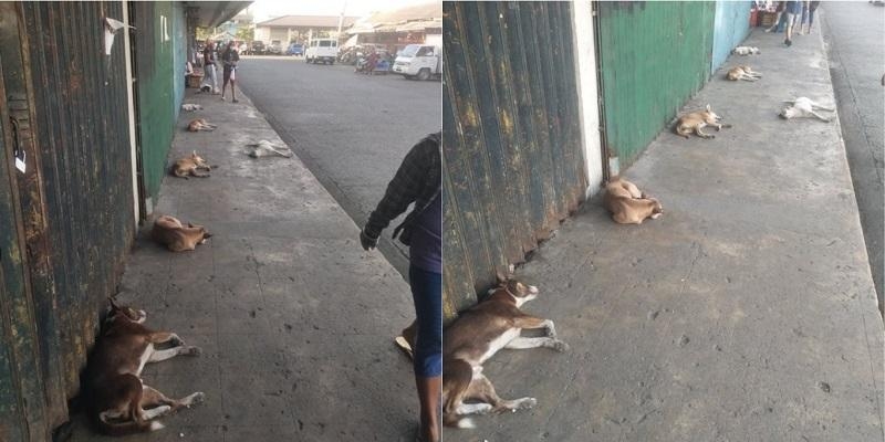 Indian top court orders roundup of stray dogs in Delhi