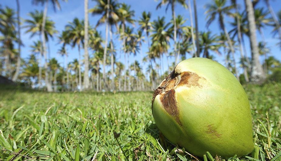 Metro Pacific agribiz unit acquires coconut processor Franklin Baker