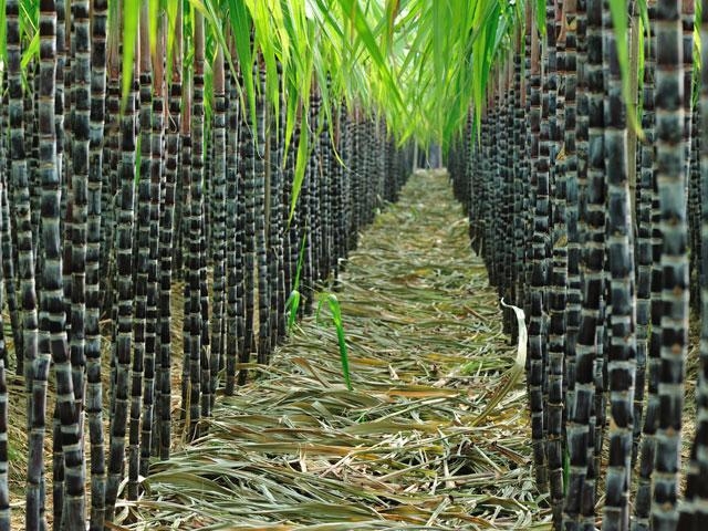 Sugar production to rise 5% more than initial estimate, says SRA