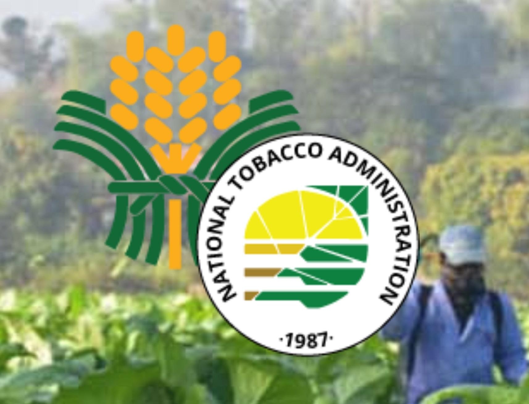 Tobacco trading in full ops despite rainy season —NTA