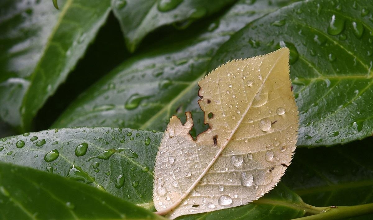 Habagat, ITCZ to bring more rains over Luzon, Mindanao