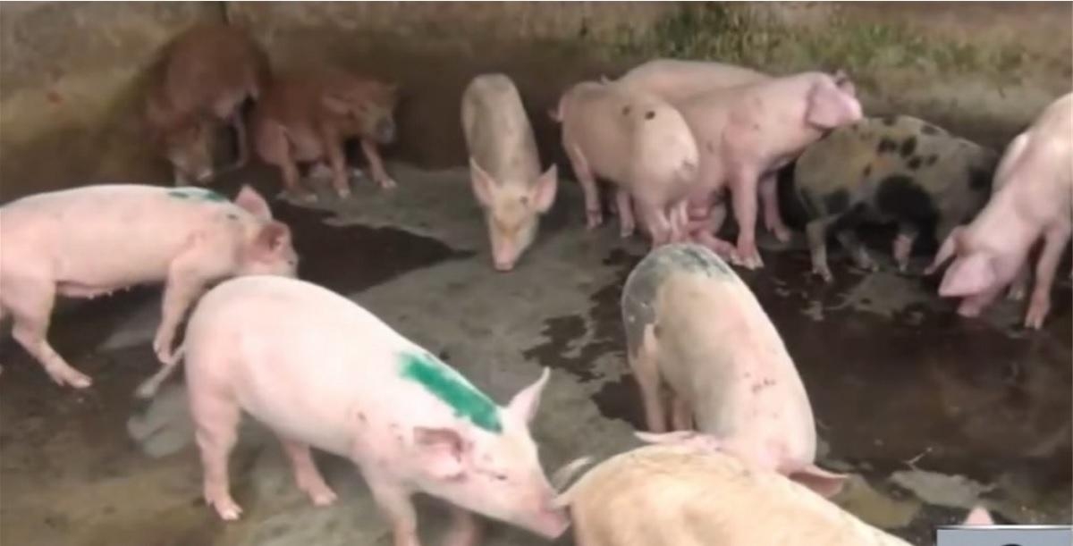 DA cracks down on unregistered hog farms