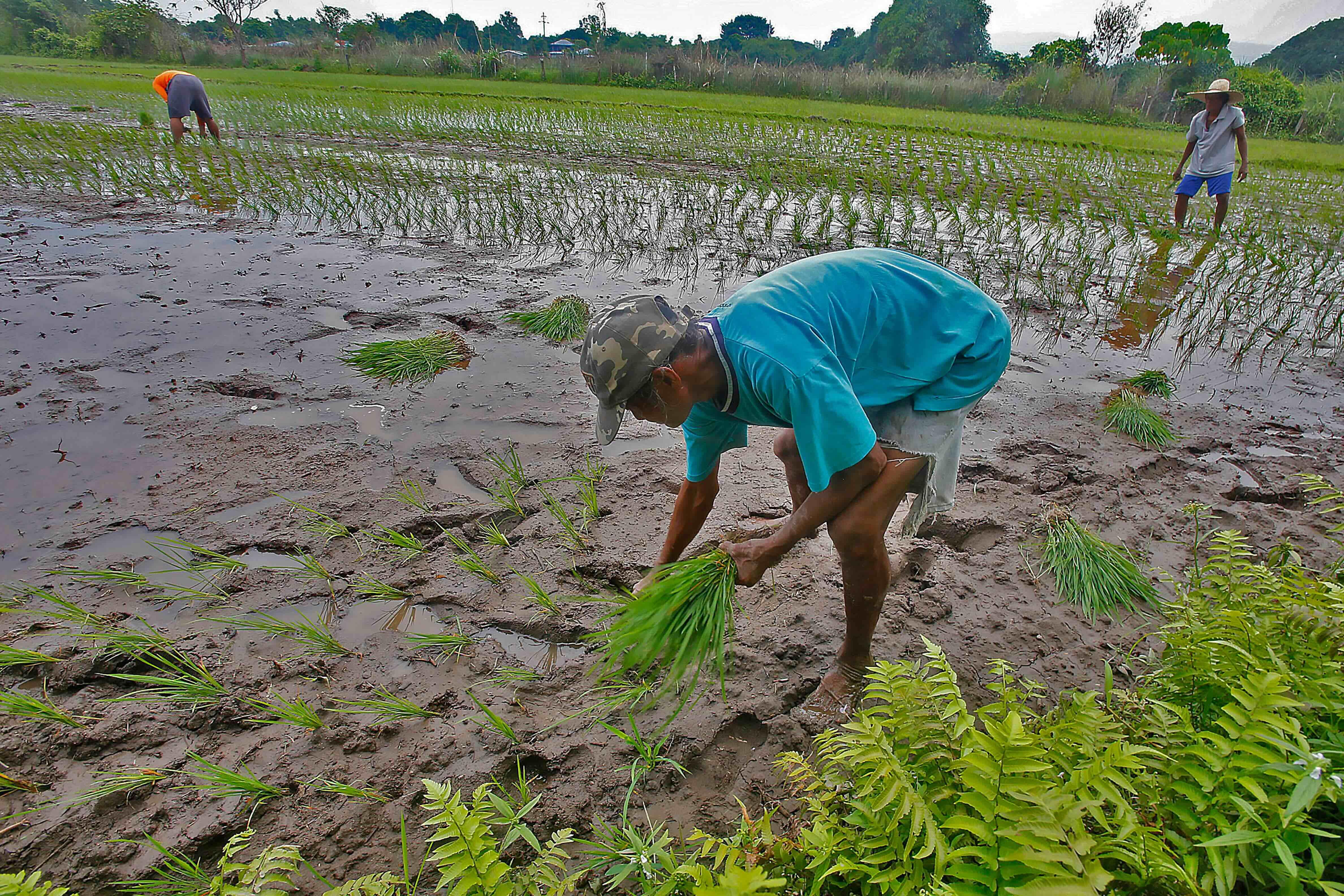 Climate change could cut crop yields up to a quarter, says scientists
