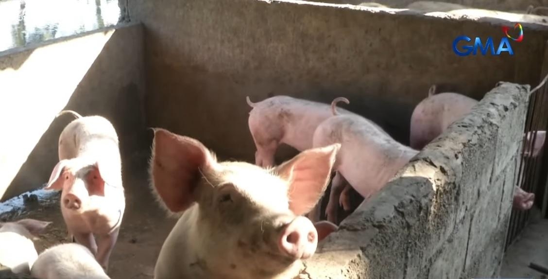 DA: It will take 2-3 years before local hog population returns to pre-ASF levels