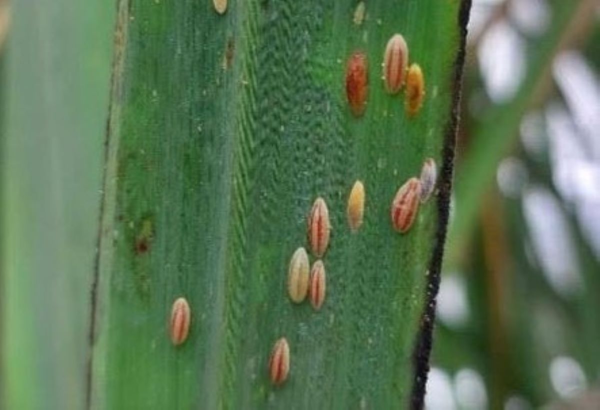 Pest infestation monitored in sugar farms in Negros Occidental —SRA