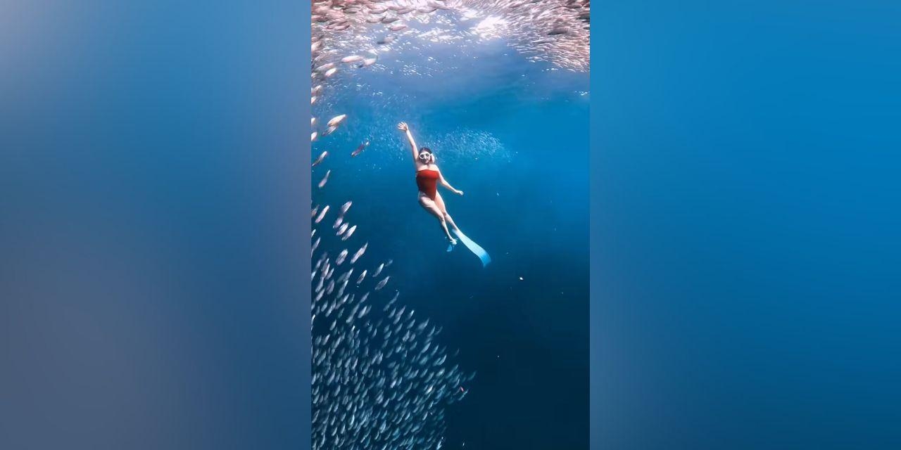 Mikee Quintos shares freediving moment with a school of fish in latest video