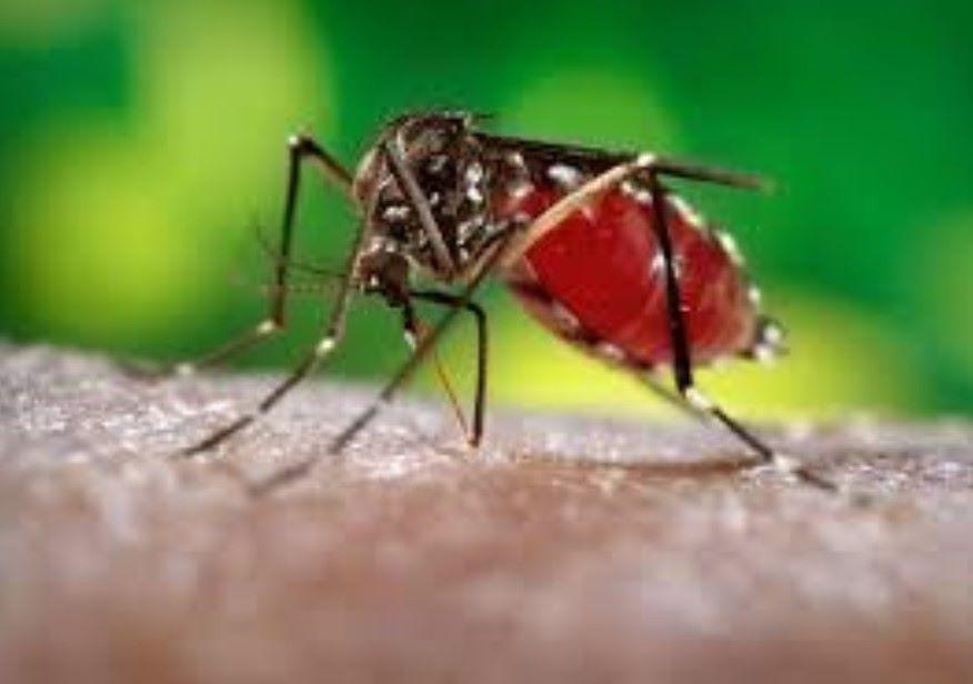 VP Sara Duterte calls for community action vs dengue