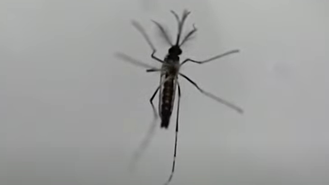 DOH backs goal of zero dengue deaths in 2030