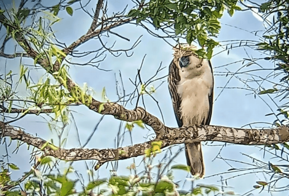 Male Philippine eagle caught hunting a civet after release into wild
