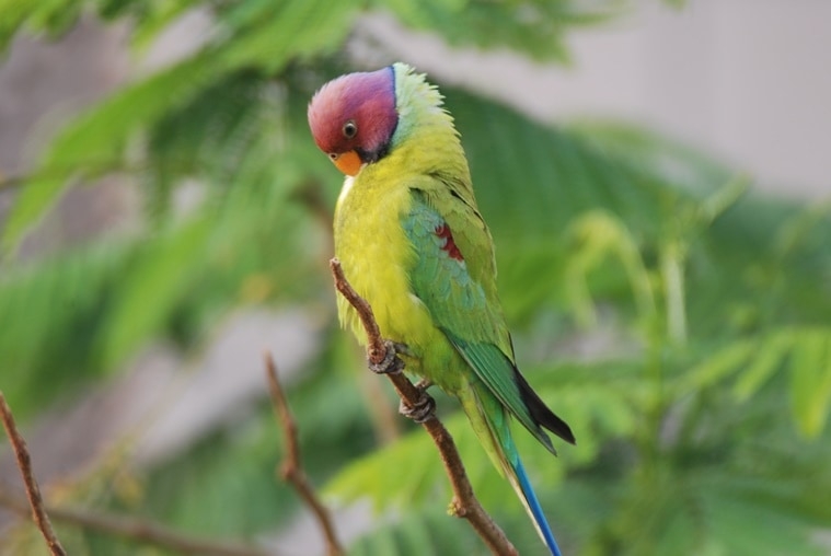 Parakeet rescued from inside Parliament