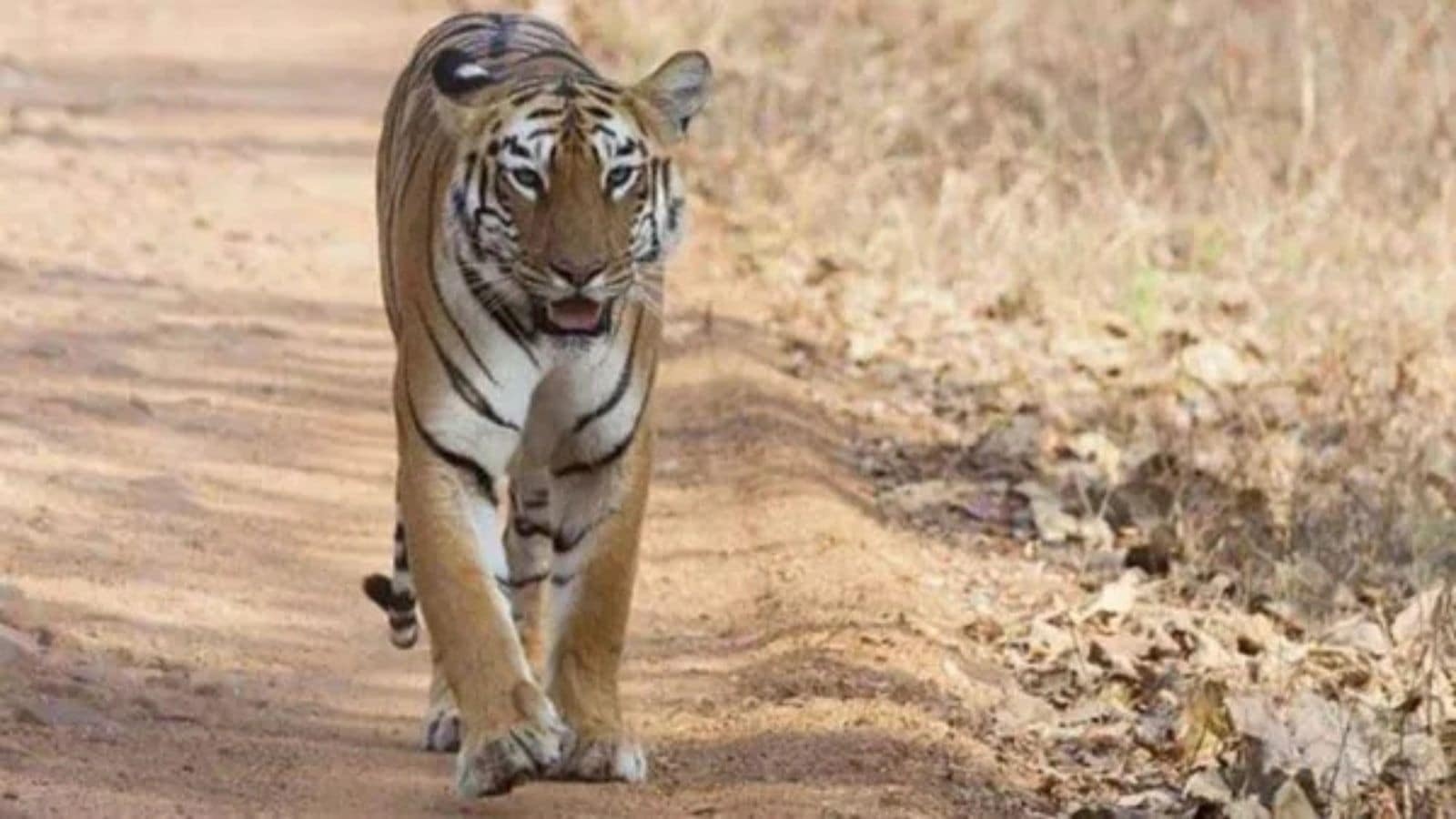 Jharkhand: Tiger gets trapped in farmer's house, rescued by forest officers
