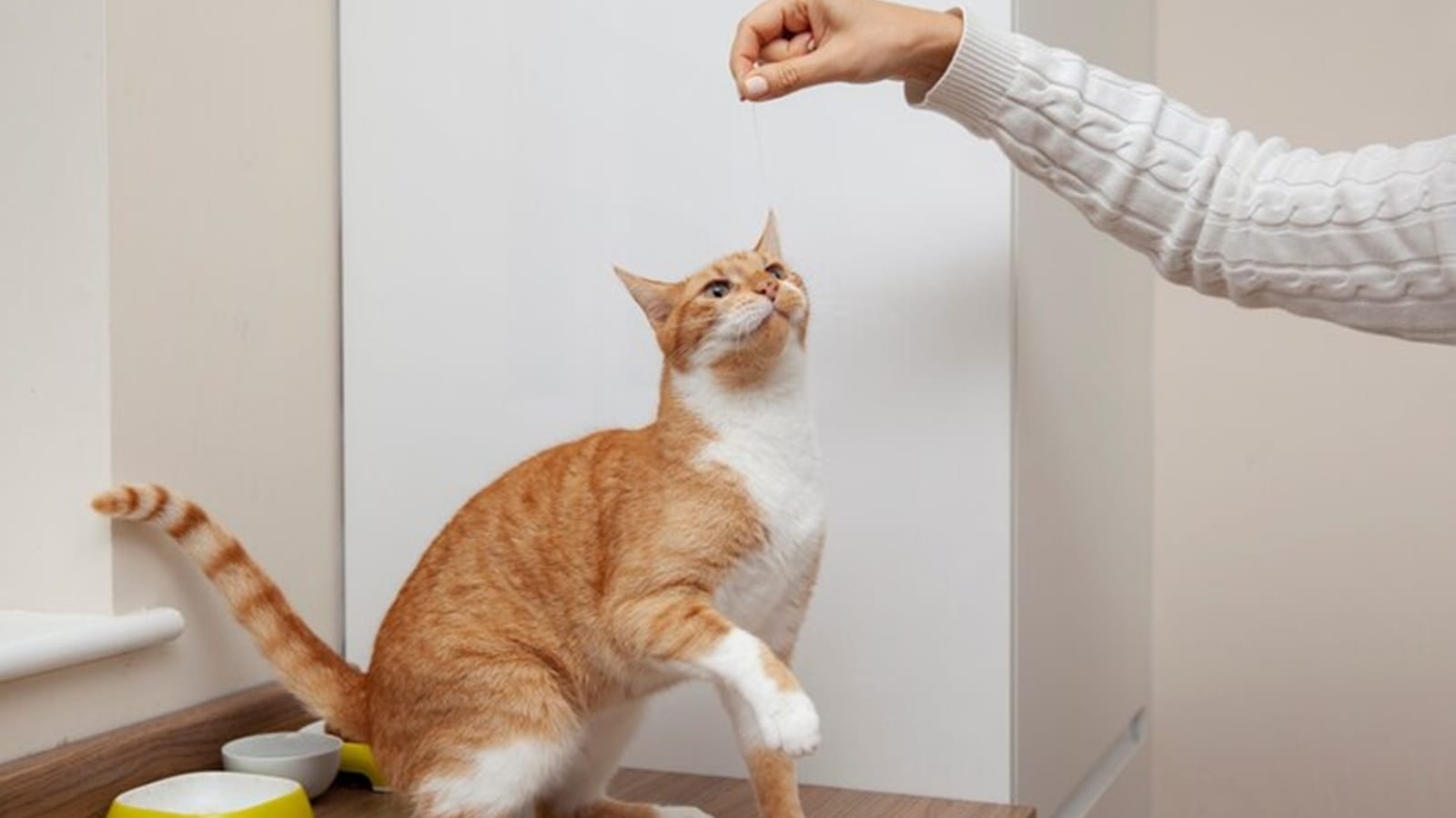 If a cat scratches, you may get this disease