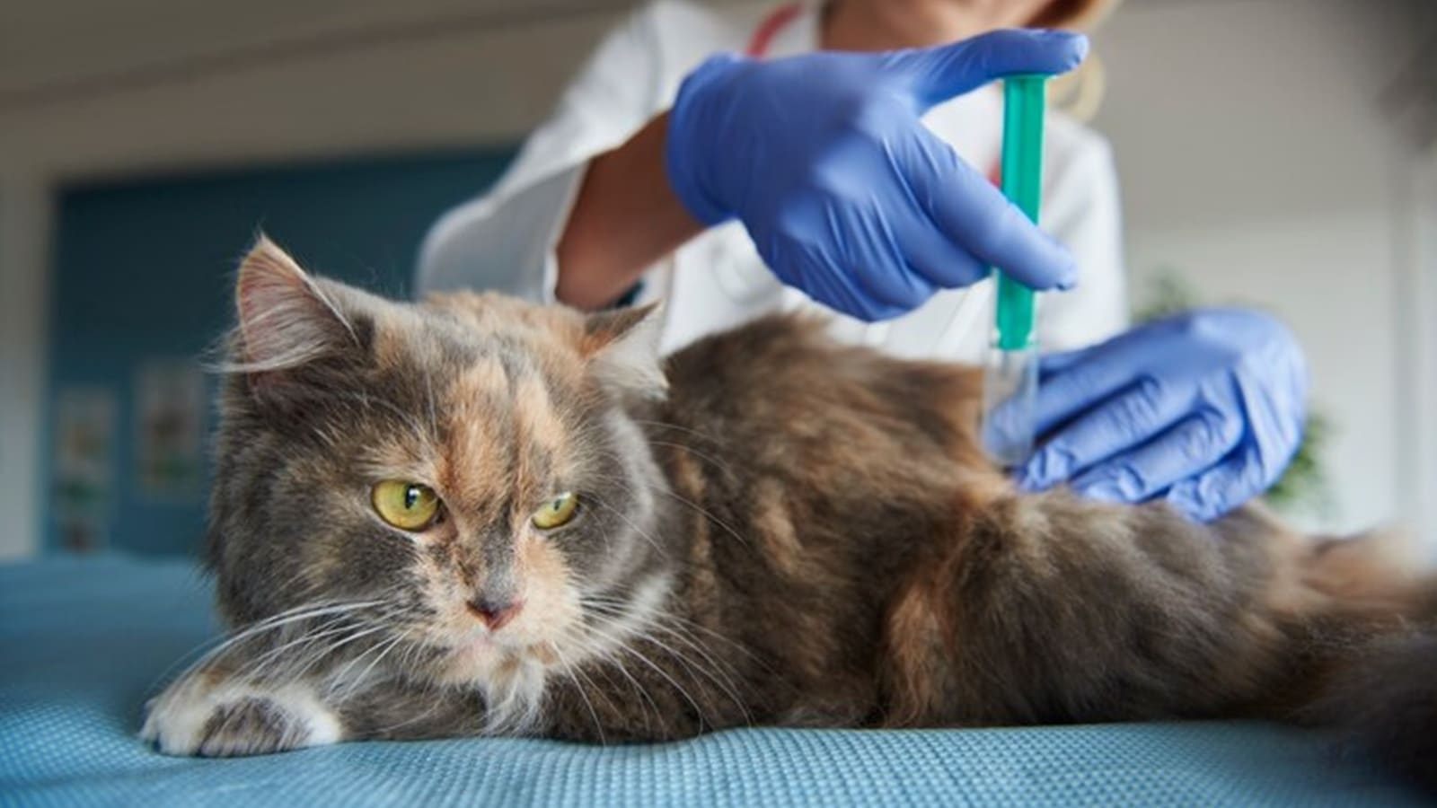 Vaccinations you need to get your cat