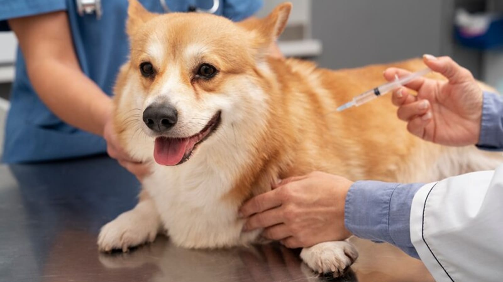 Your dogs should receive vaccinations against several diseases, here's a checklist