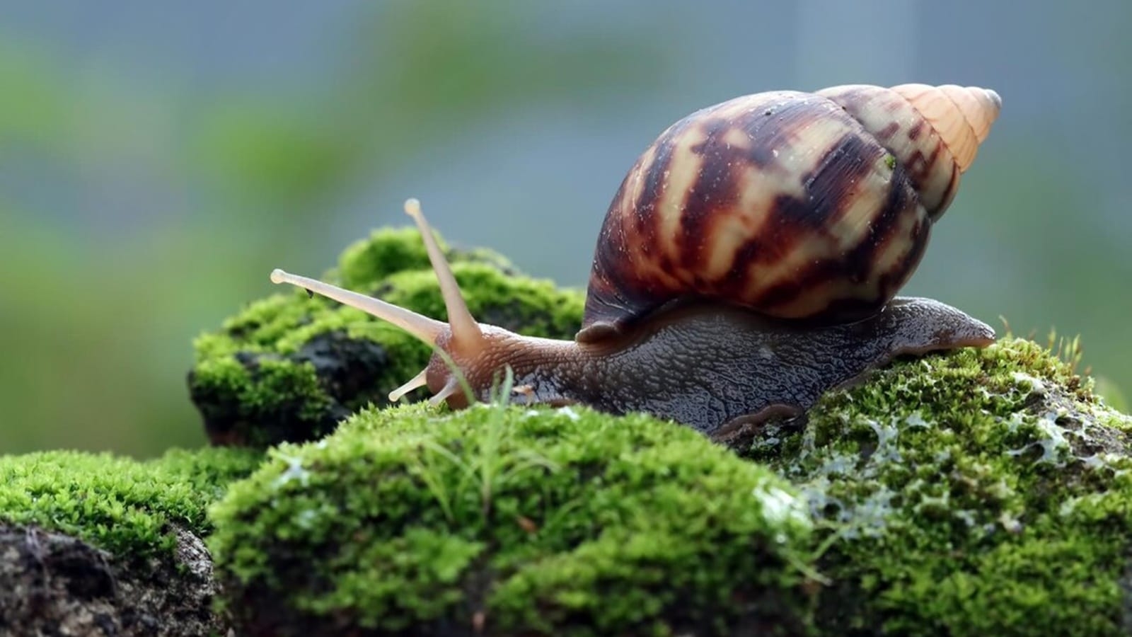 8 animals that ‘hibernate' in the summer