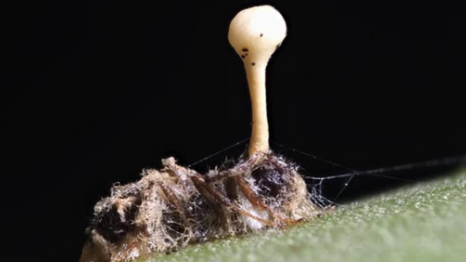 The mystery of ‘zombie ants': How a mind-controlling fungus hijacks nature