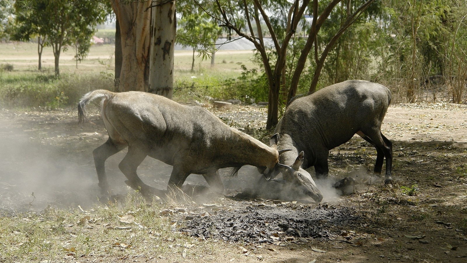 All Indian Union Territories also have an official animal, see list here