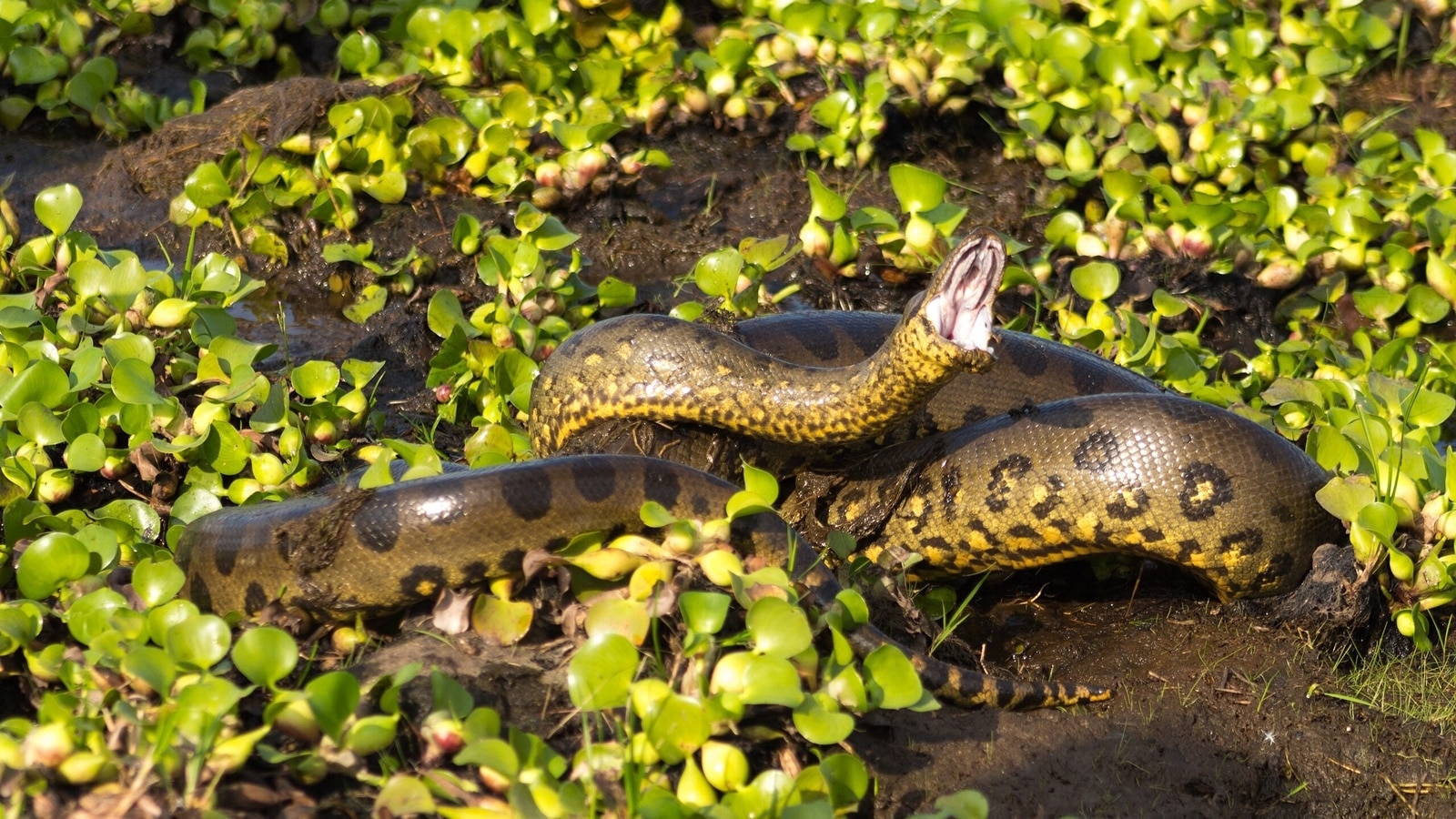All about Northern Green Anaconda, the largest living snake in the world that weighs 500 kgs