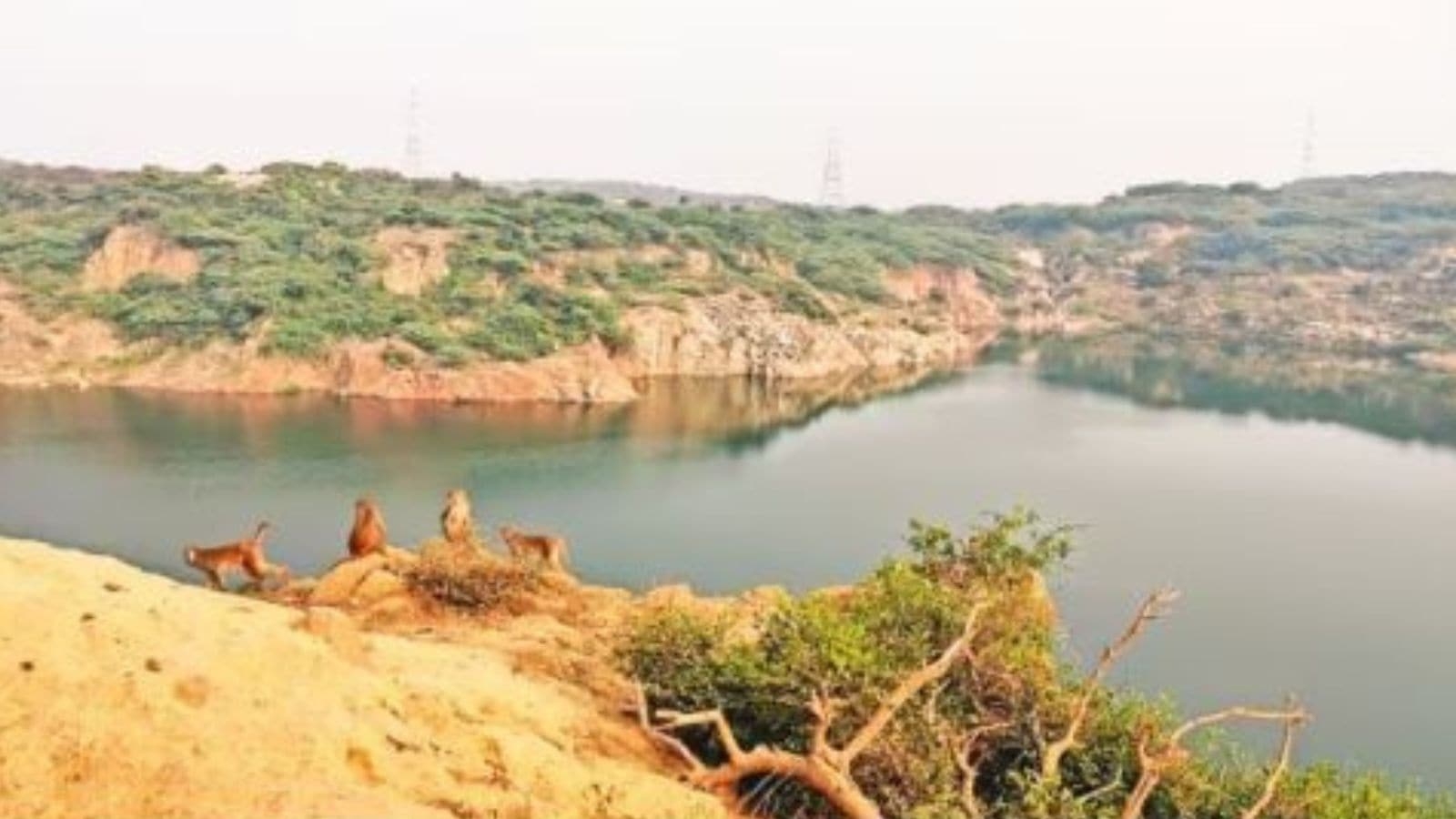 Soon, all-EV fleet at Asola Bhatti Wildlife Sanctuary to supply essentials to maintain ‘safe environment for animals'