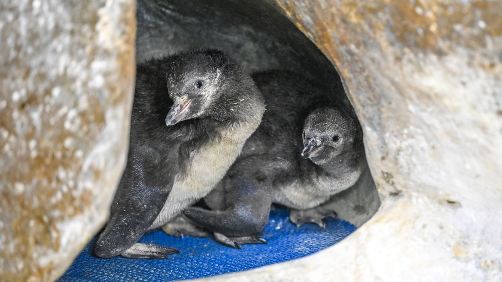 Mumbai: Three new penguins born at Byculla zoo