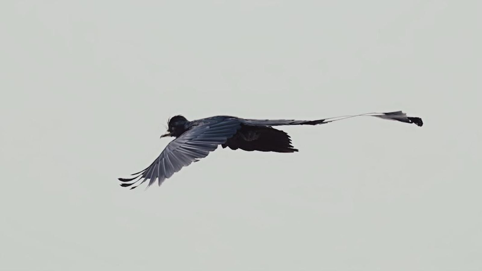 ‘Like seeing a lion in Leh': Birder spots greater racket-tailed drongo in Gurgaon