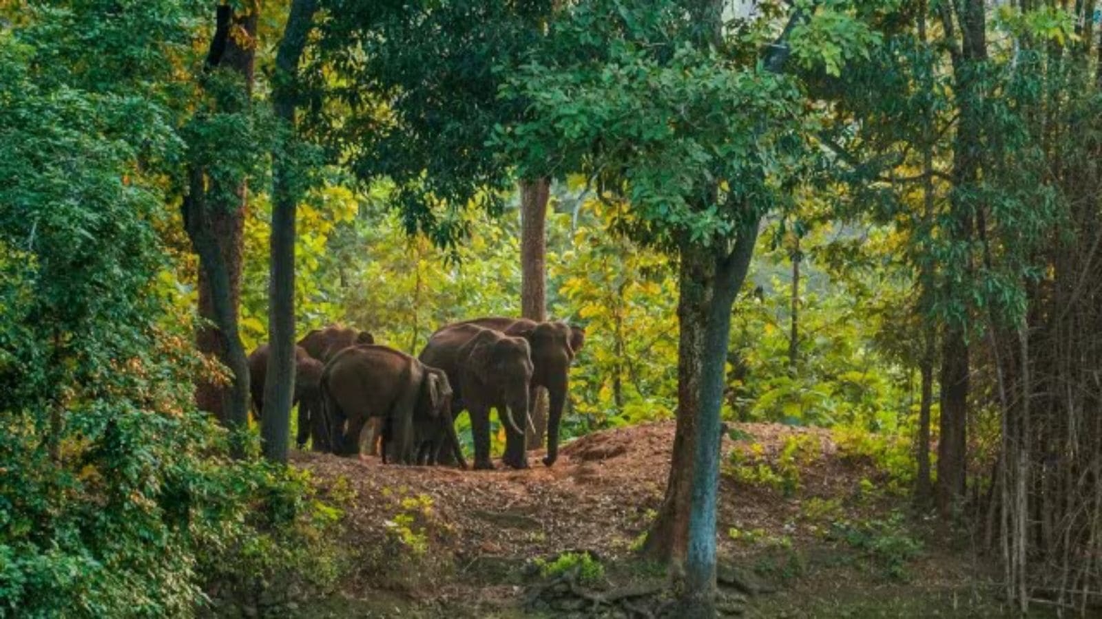 Forest dept installs 7 more early warning systems to mitigate human-elephant conflict in Himachal's Paonta Sahib