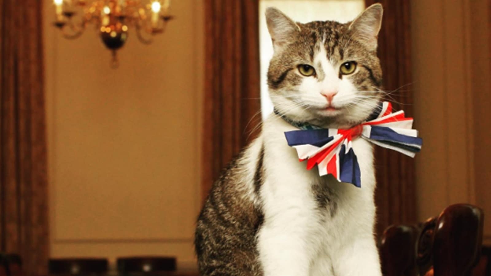 Six prime ministers later, Larry the Cat still rules 10 Downing Street; how the ‘Chief Mouser' became a symbol of stability