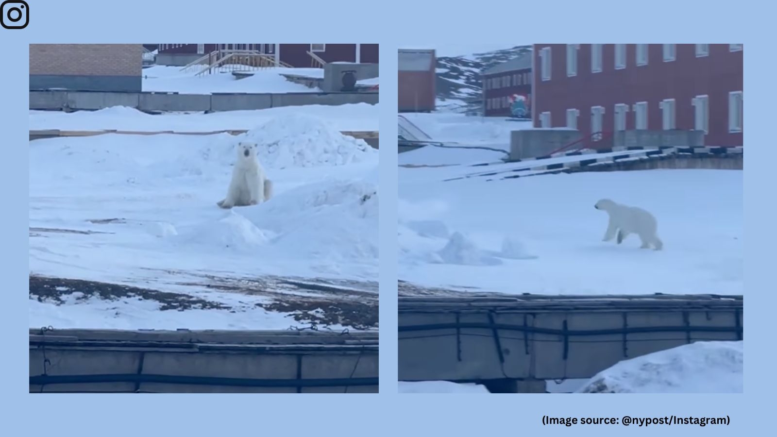 Polar bear charges man in Norway, dramatic snowmobile escape goes viral