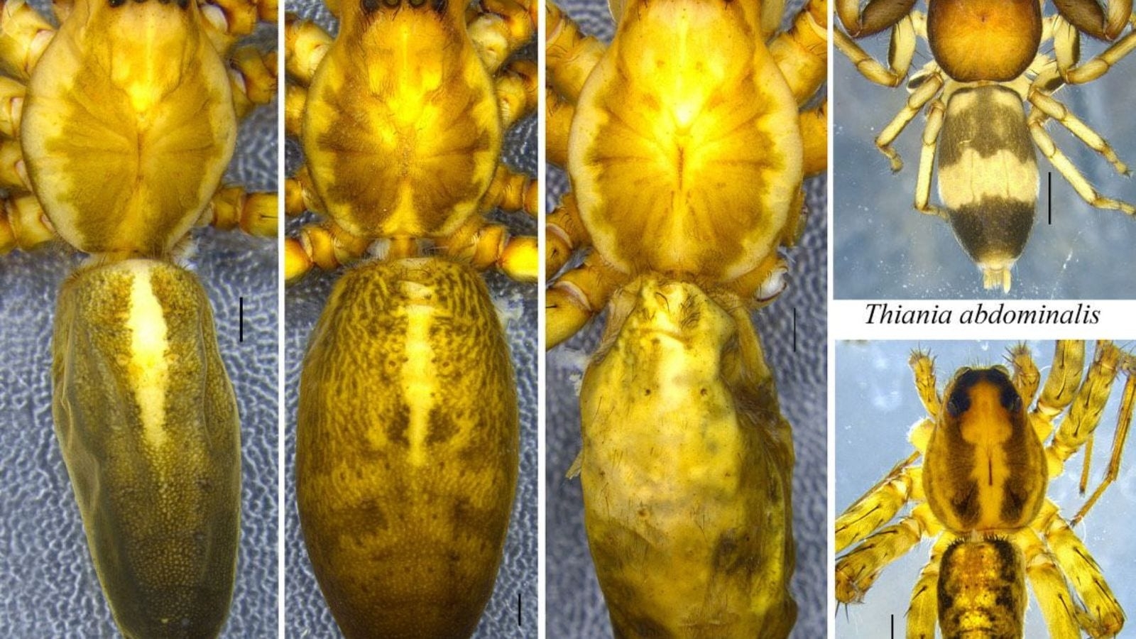 2 new spider species discovered in Nagaland, Meghalaya; ZSI points to importance of biodiversity studies in Northeast